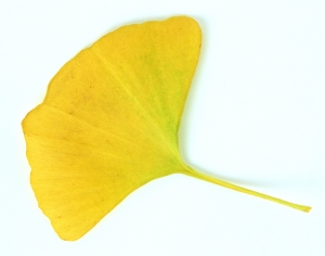 植物树叶-ID:382884036