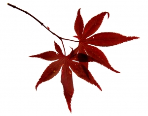 植物树叶-ID:139498002