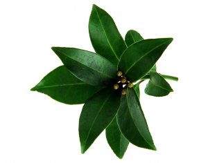 植物树叶-ID:872703084