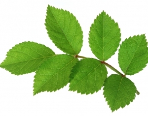 ModernPlant Leaves