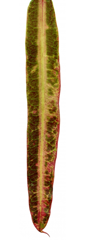 植物树叶-ID:413139108