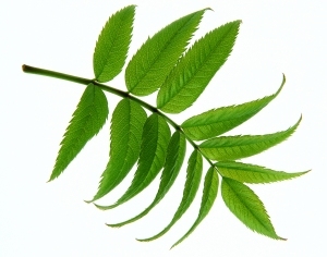 ModernPlant Leaves