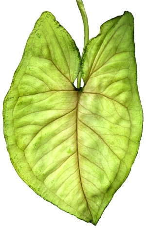 ModernPlant Leaves