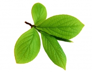 ModernPlant Leaves