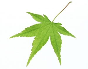 ModernPlant Leaves
