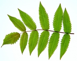 ModernPlant Leaves