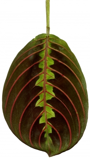 ModernPlant Leaves