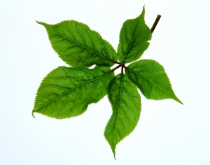 植物树叶-ID:943272118