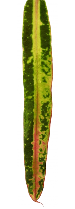 植物树叶-ID:928689963