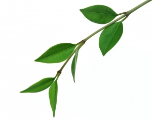 植物树叶-ID:511106013