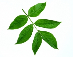 ModernPlant Leaves