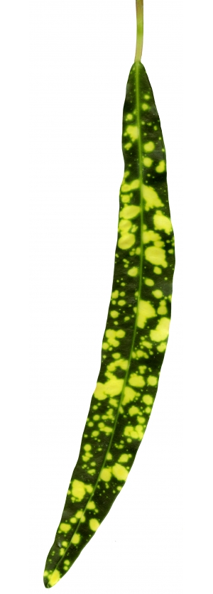 植物树叶-ID:709810023