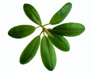 ModernPlant Leaves