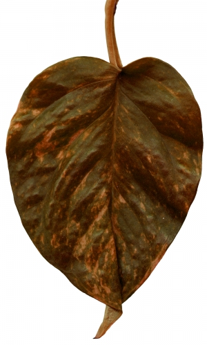 植物树叶-ID:887439385