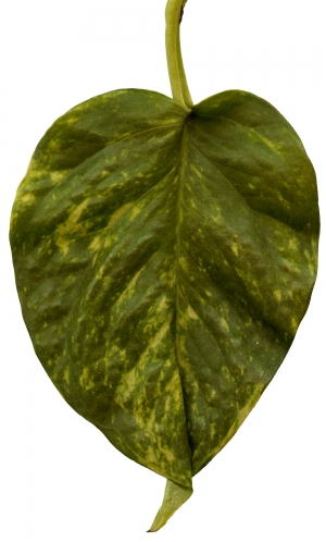 植物树叶-ID:891659026