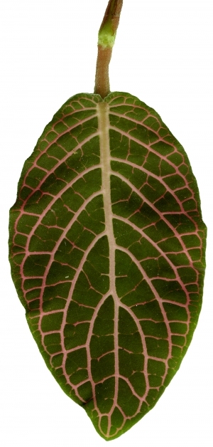 ModernPlant Leaves