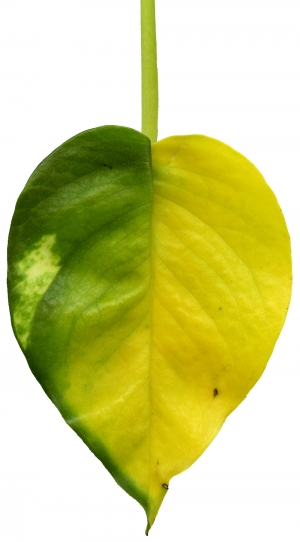 植物树叶-ID:481873044