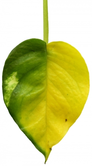 ModernPlant Leaves