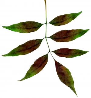 植物树叶-ID:958894012