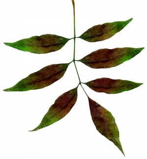 ModernPlant Leaves