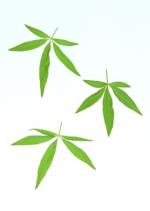 ModernPlant Leaves