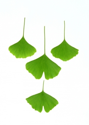 ModernPlant Leaves