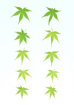 植物树叶-ID:534553059