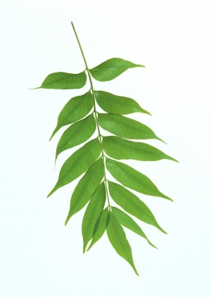 ModernPlant Leaves