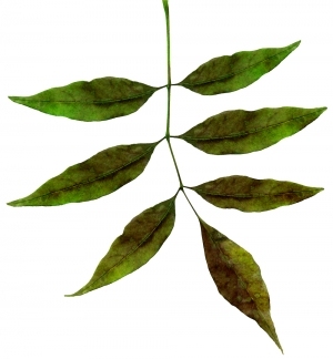 ModernPlant Leaves