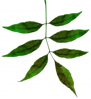 ModernPlant Leaves