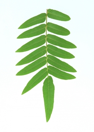 ModernPlant Leaves