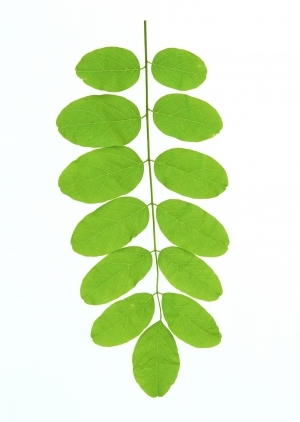 ModernPlant Leaves