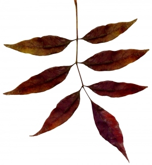 ModernPlant Leaves