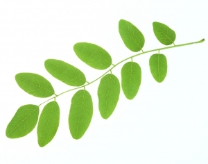 ModernPlant Leaves