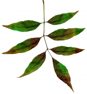 ModernPlant Leaves
