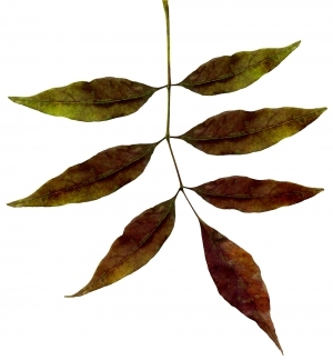 ModernPlant Leaves