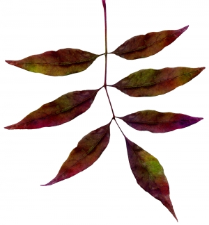 植物树叶-ID:105121171