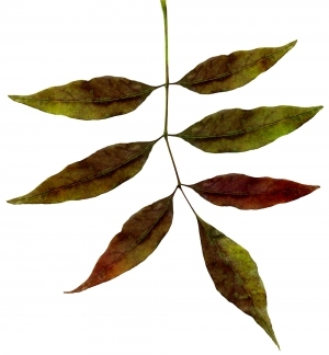 ModernPlant Leaves
