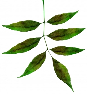 ModernPlant Leaves