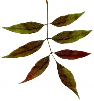ModernPlant Leaves