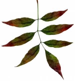 ModernPlant Leaves