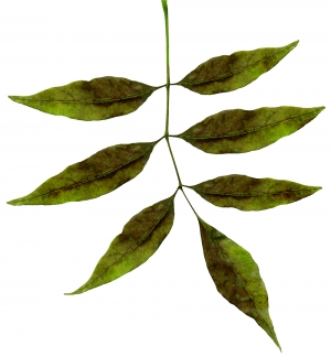 植物树叶-ID:839595084