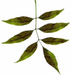 ModernPlant Leaves