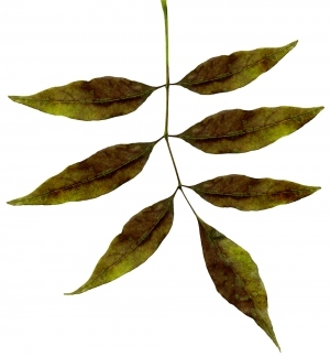 ModernPlant Leaves