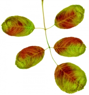 ModernPlant Leaves