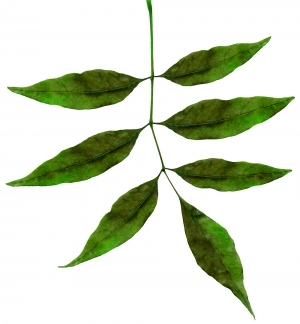 ModernPlant Leaves