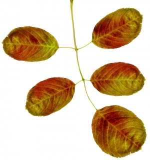 ModernPlant Leaves