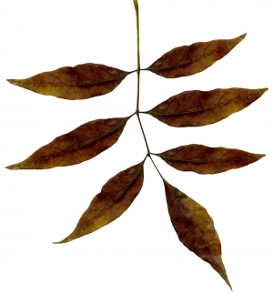 ModernPlant Leaves