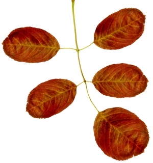 ModernPlant Leaves
