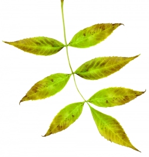 ModernPlant Leaves